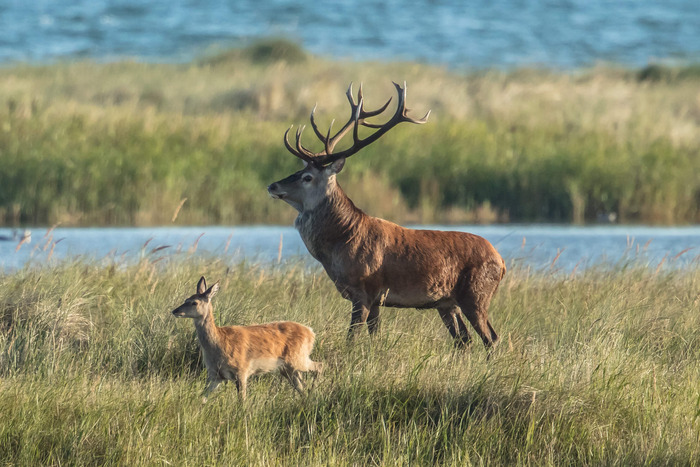 nationalpark-boddenlandschaft-wild